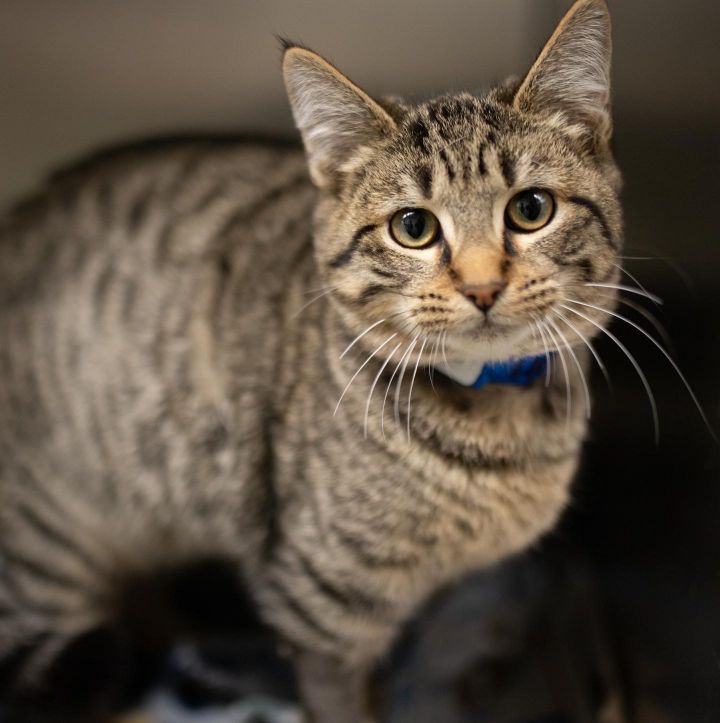 Honeynut, an adoptable Domestic Short Hair & Tabby Mix in Milledgeville, GA_image-1