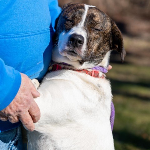 Darby, an adoptable Terrier Mix in Patterson, NY_image-5
