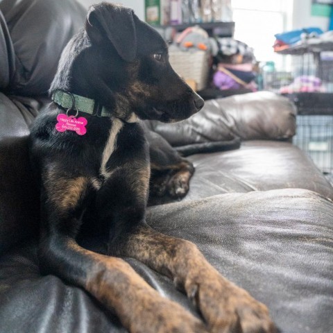 Loretta, an adoptable Shepherd Mix in Patterson, NY_image-1