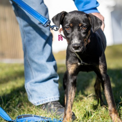 Loretta, an adoptable Shepherd Mix in Patterson, NY_image-2