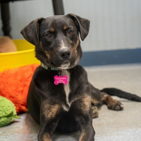 Loretta, an adoptable Shepherd Mix in Patterson, NY_image-4