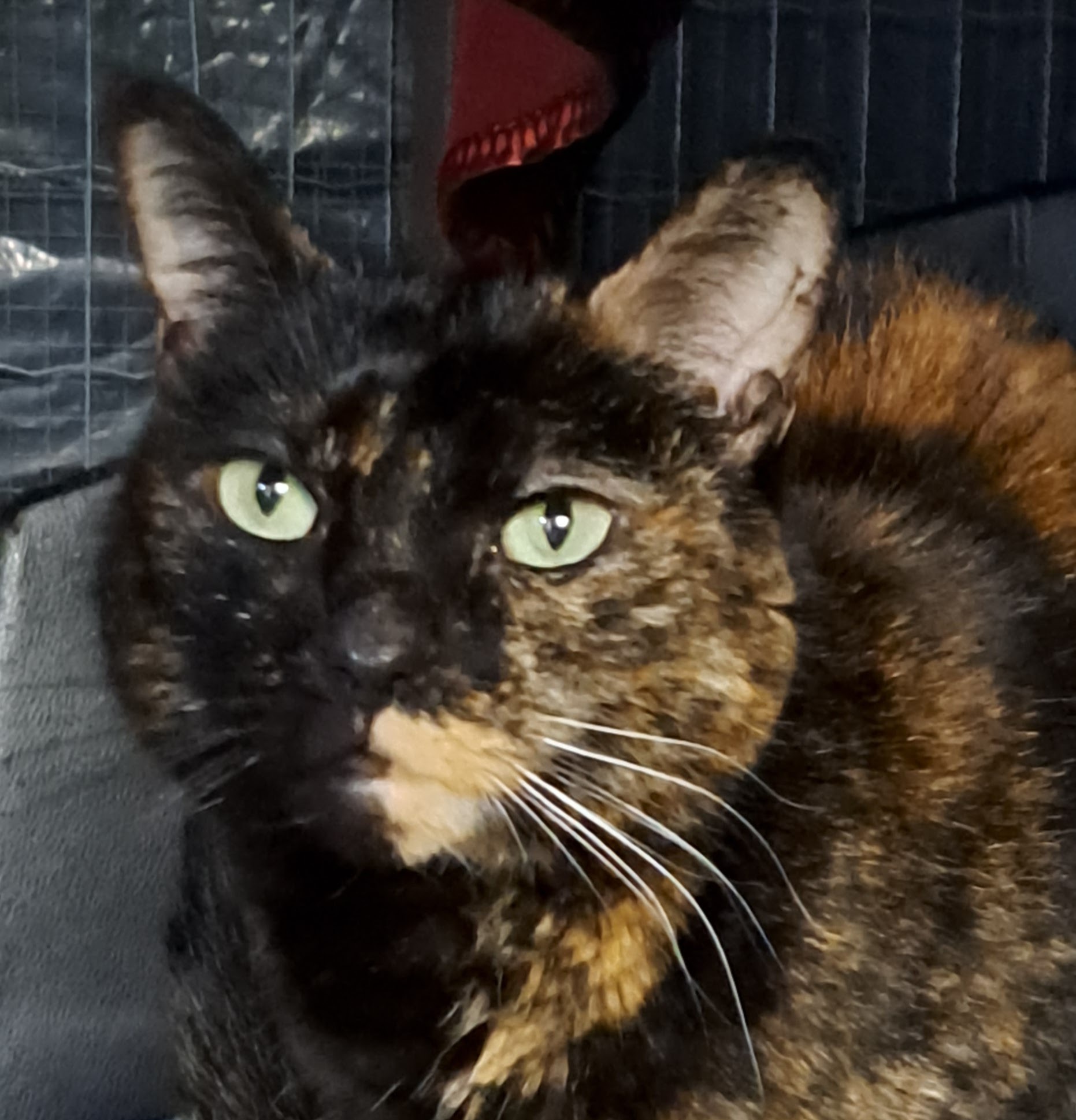 Equinox, an adoptable Tortoiseshell in Maple Ridge, BC, V2W 1A4 | Photo Image 1