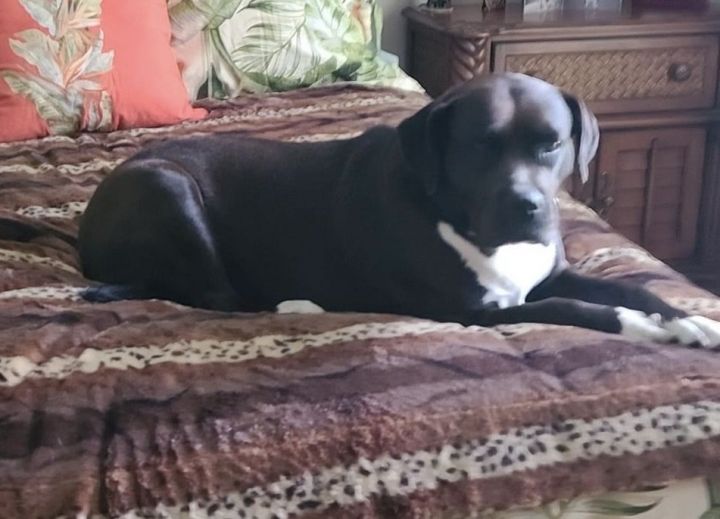Shanna, an adopted Labrador Retriever Mix in Williston, FL_image-3