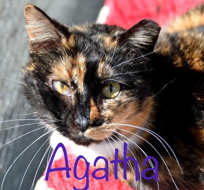 AGATHA, an adoptable Calico in New Bern, NC, 28563 | Photo Image 1