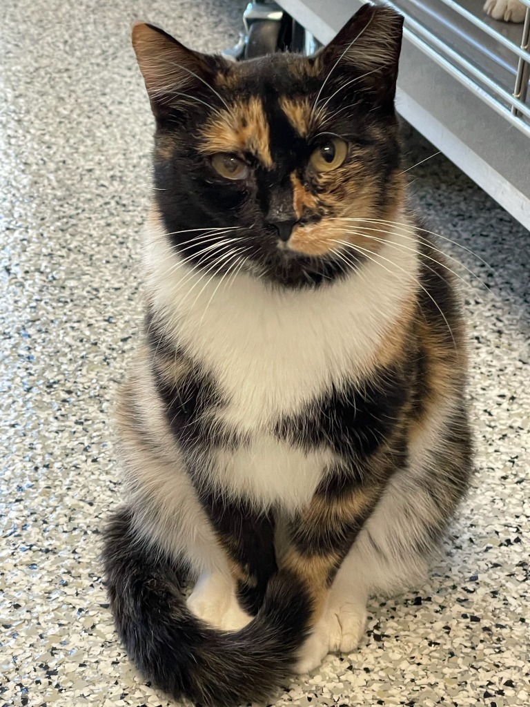 AGATHA, an adoptable Calico in New Bern, NC, 28563 | Photo Image 1