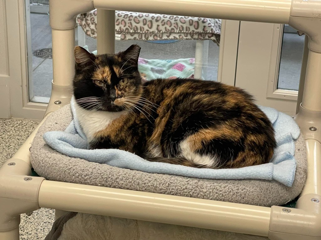 AGATHA, an adoptable Calico in New Bern, NC, 28563 | Photo Image 3