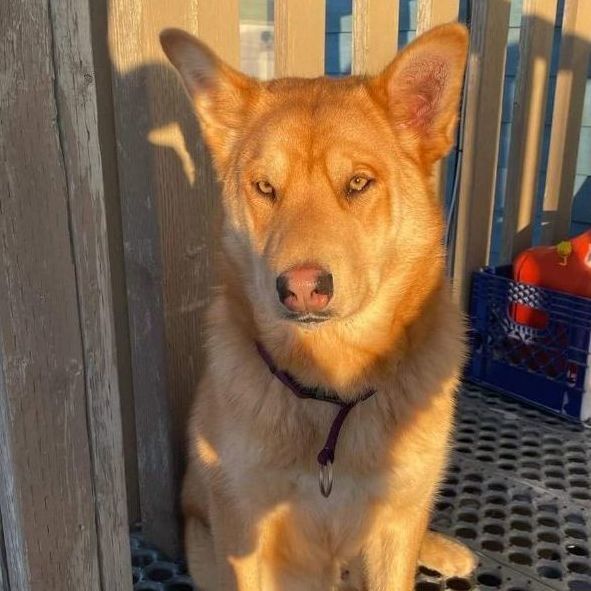 Frank, an adoptable Siberian Husky in Burnaby, BC, V5B 4G5 | Photo Image 1