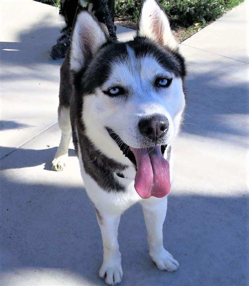 Chasin , an adoptable Siberian Husky in Burnaby, BC, V5B 4G5 | Photo Image 2