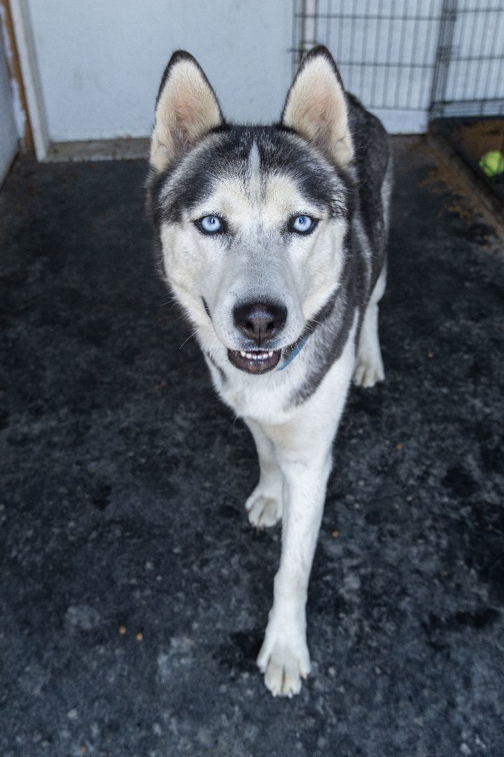 Chasin , an adoptable Siberian Husky in Burnaby, BC, V5B 4G5 | Photo Image 1