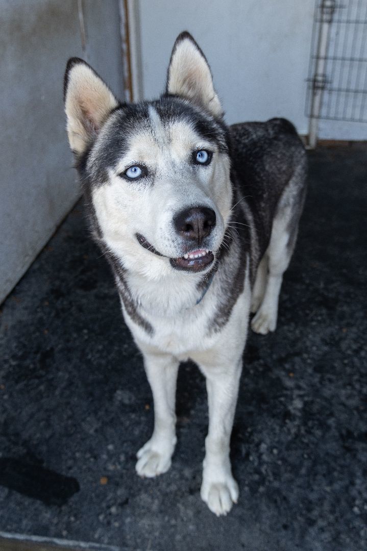 Chasin , an adoptable Siberian Husky in Burnaby, BC, V5B 4G5 | Photo Image 3