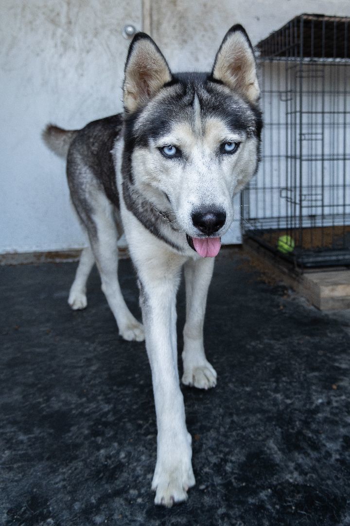 Chasin , an adoptable Siberian Husky in Burnaby, BC, V5B 4G5 | Photo Image 4