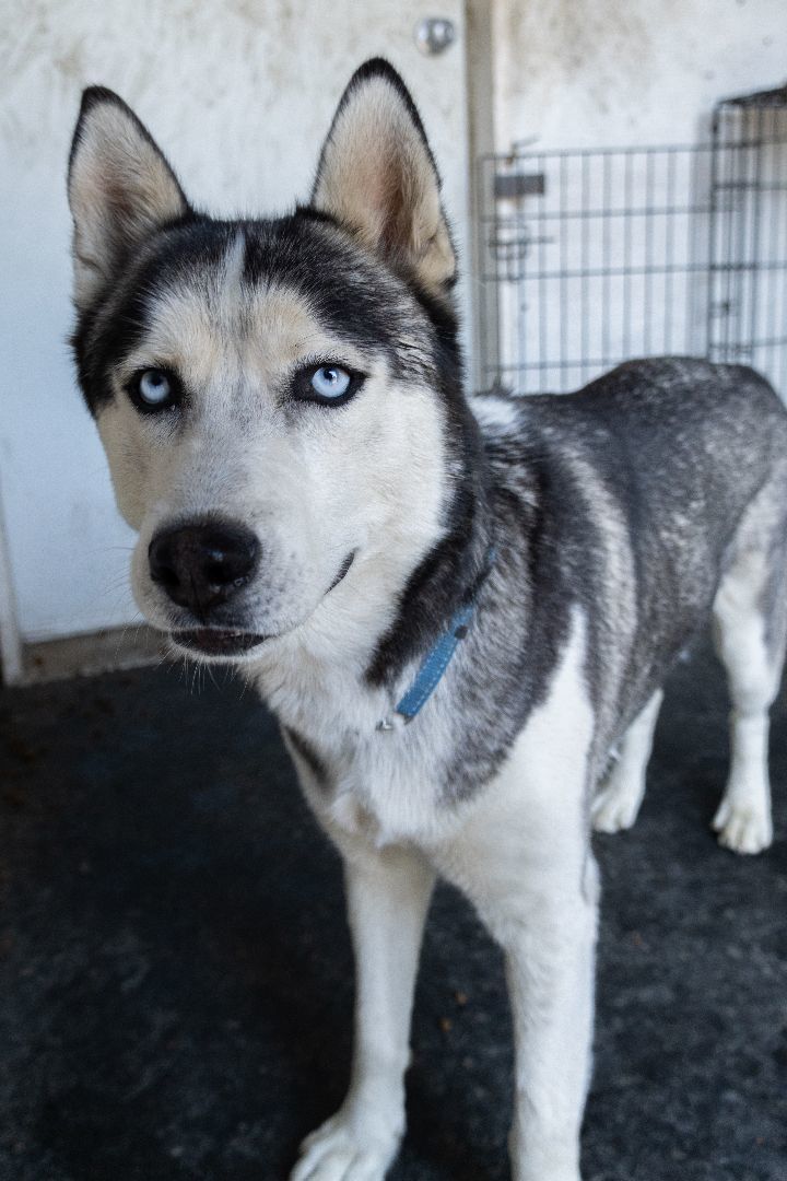 Chasin , an adoptable Siberian Husky in Burnaby, BC, V5B 4G5 | Photo Image 5