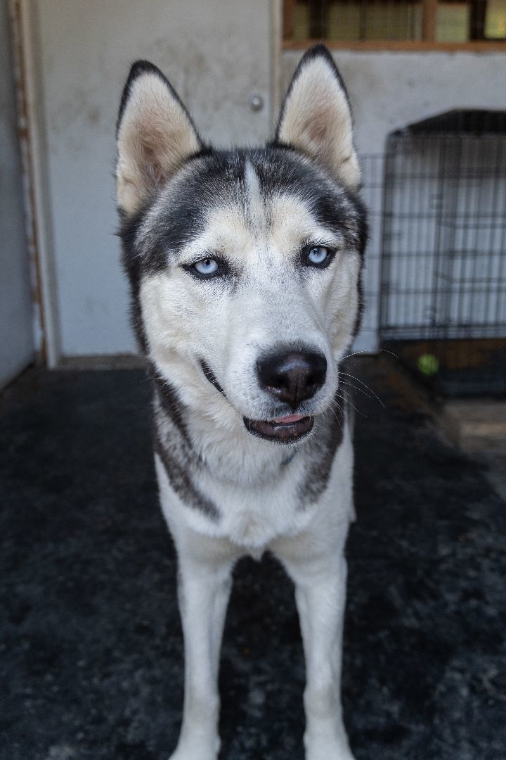 Chasin , an adoptable Siberian Husky in Burnaby, BC, V5B 4G5 | Photo Image 6