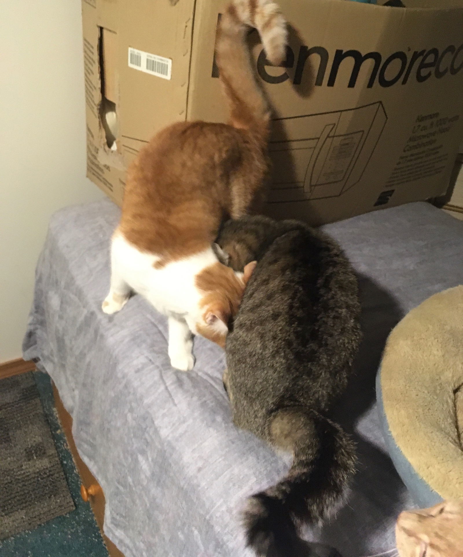 Buttercup bonded with Shelly