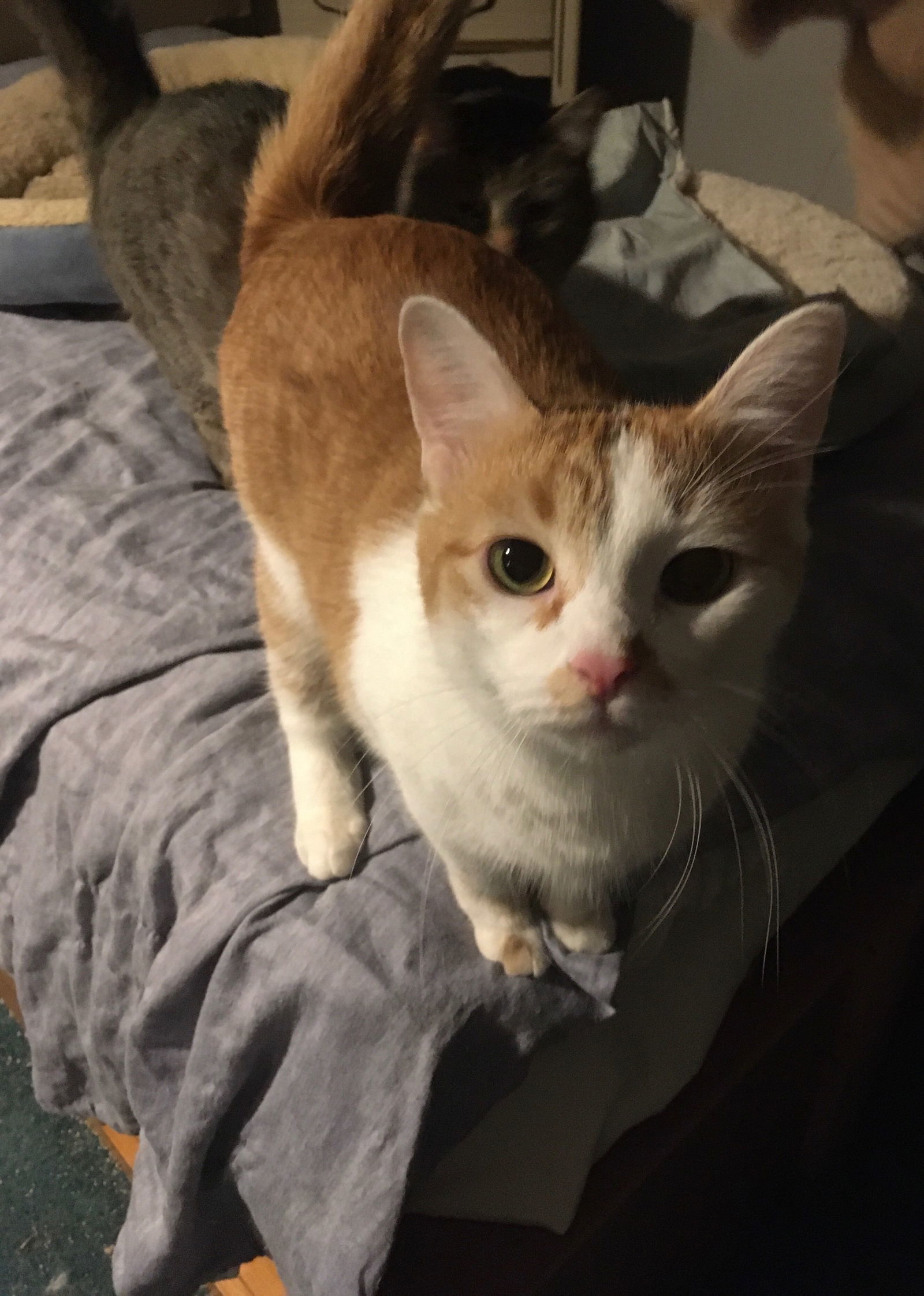 Buttercup bonded with Shelly