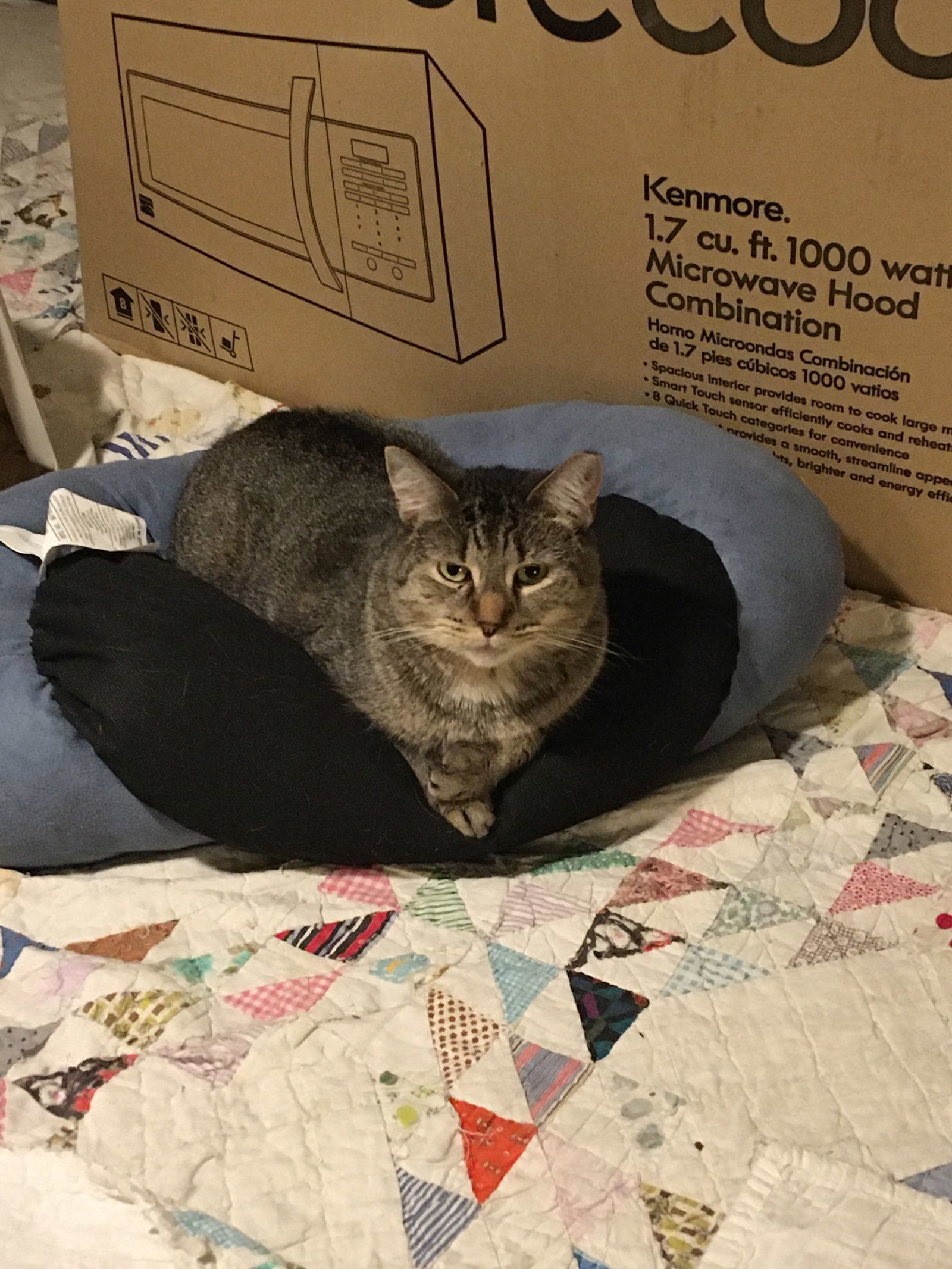 Shelley bonded with Buttercup