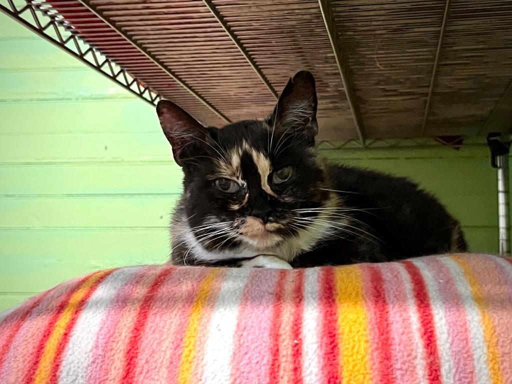 Garland (FIV+)