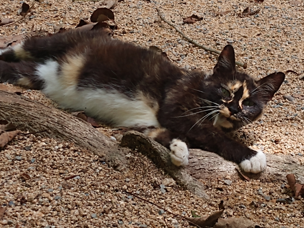 Garland (FIV+)