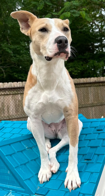 Sasha, an adoptable Pit Bull Terrier in Raleigh, NC, 27627 | Photo Image 1