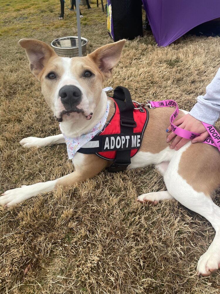 Sasha, an adoptable Pit Bull Terrier in Raleigh, NC, 27627 | Photo Image 2