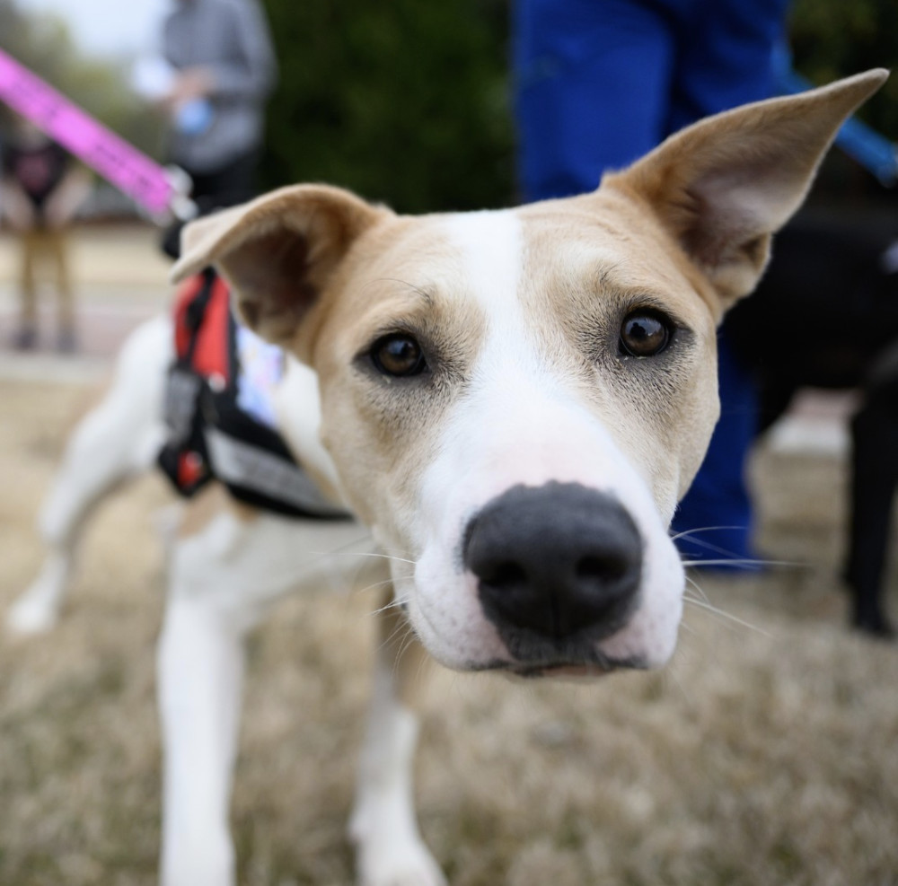 Sasha, an adoptable Pit Bull Terrier in Raleigh, NC, 27627 | Photo Image 3