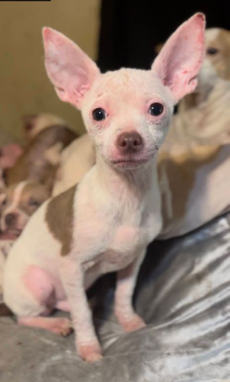 Blue eyed jack store russell