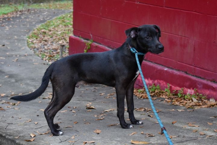 Charlie, an adoptable Black Labrador Retriever Mix in Milledgeville, GA_image-4