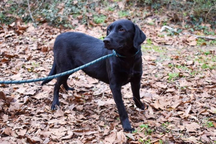 Sadie, an adoptable Black Labrador Retriever Mix in Milledgeville, GA_image-2