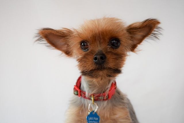 Joy, an adoptable Yorkshire Terrier in Decatur, IL_image-1