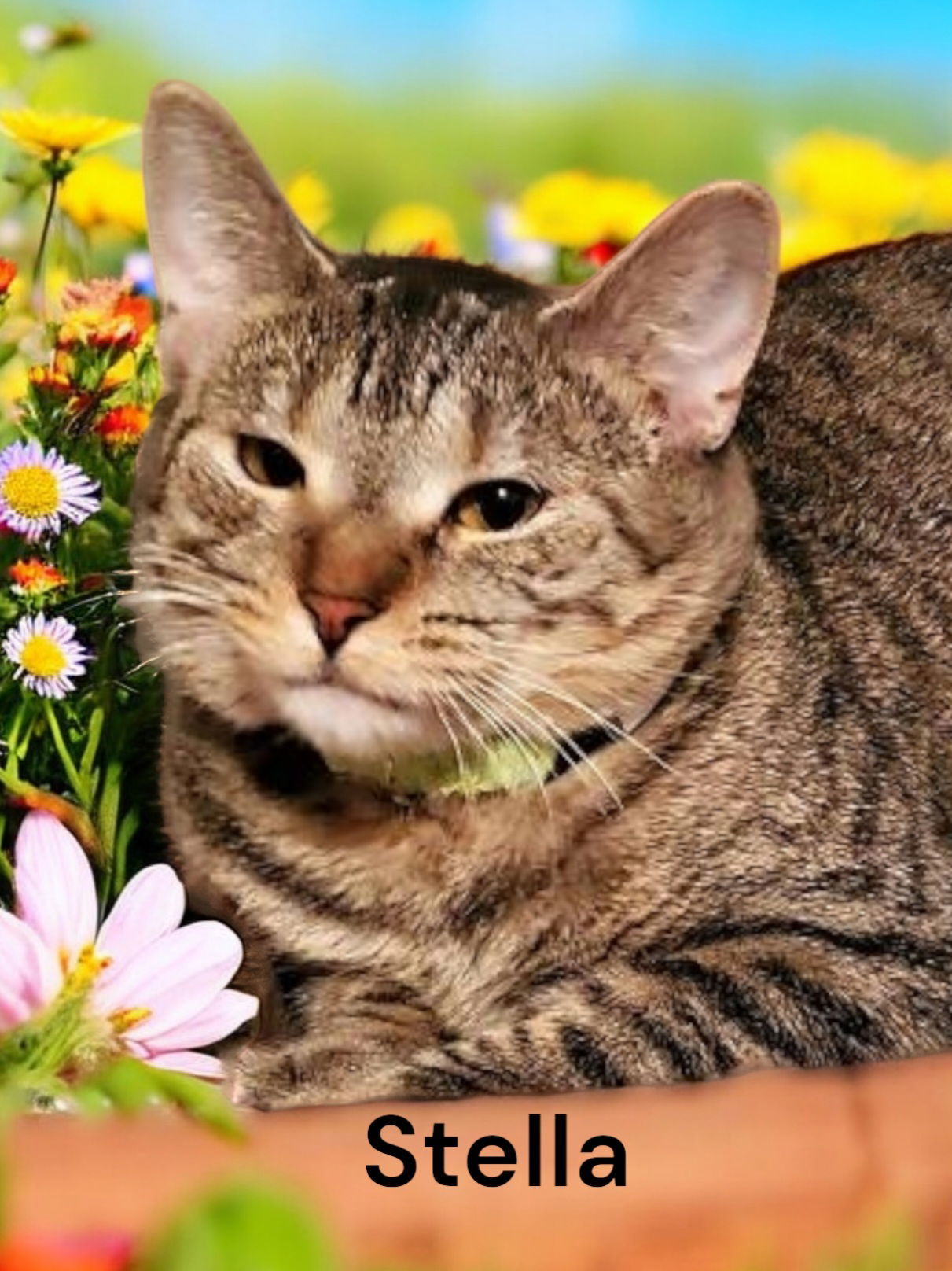 Stella, an adoptable Tabby in Chesapeake, VA, 23322 | Photo Image 1