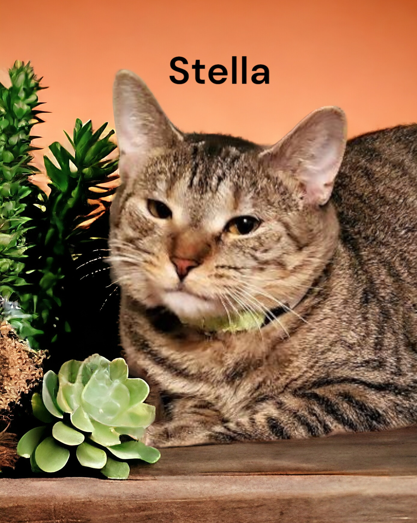 Stella, an adoptable Tabby in Chesapeake, VA, 23322 | Photo Image 1