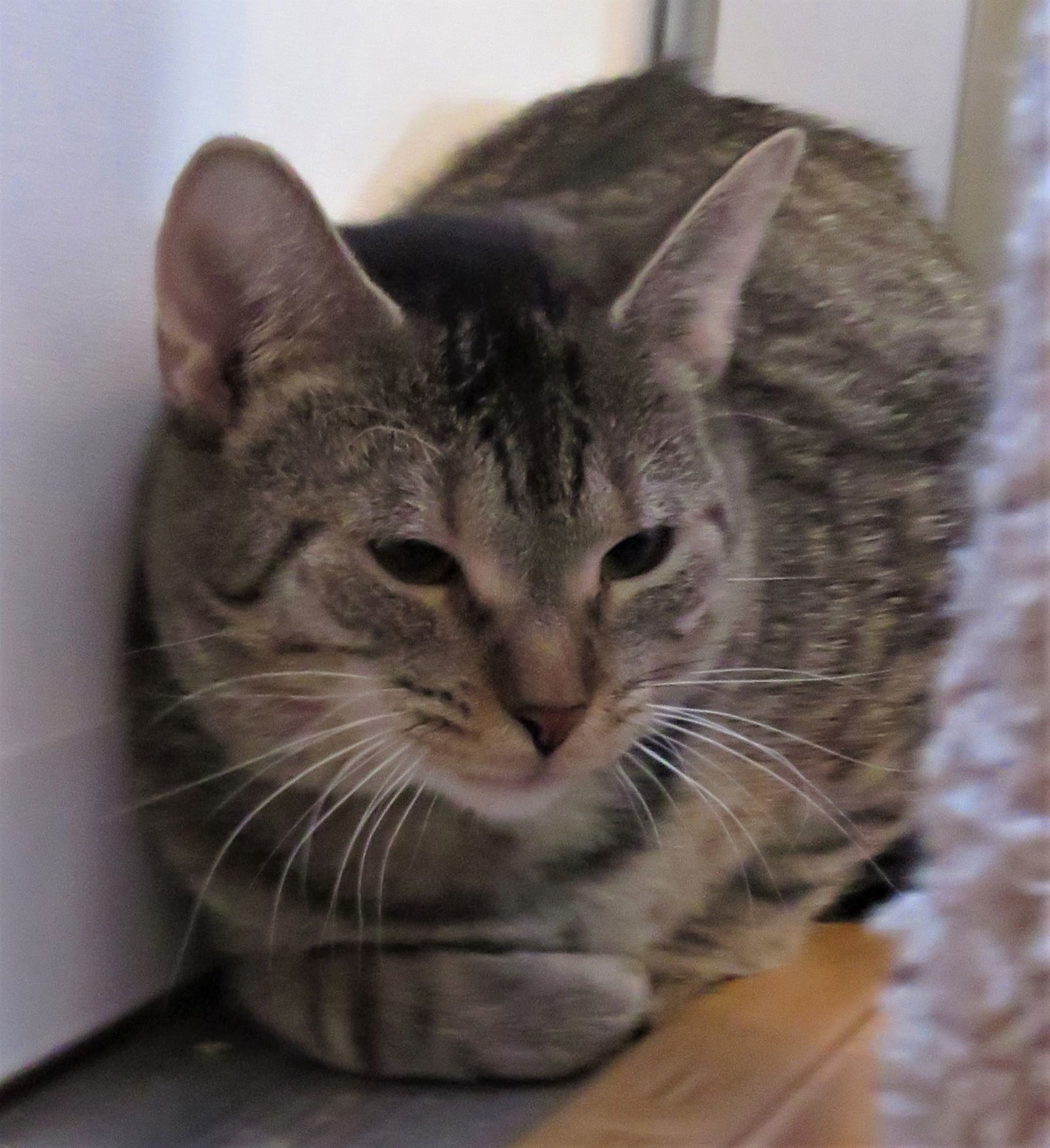 Stella, an adoptable Tabby in Chesapeake, VA, 23322 | Photo Image 2