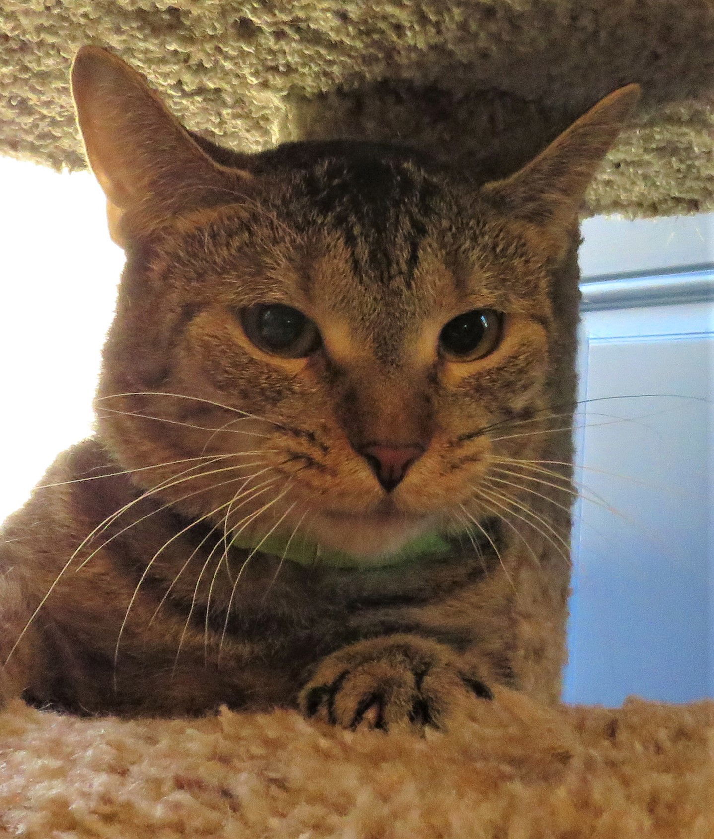 Stella, an adoptable Tabby in Chesapeake, VA, 23322 | Photo Image 3