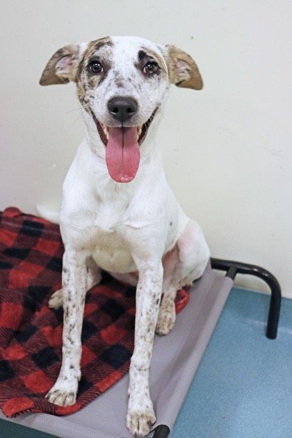 Dog for adoption - Ella, a Dalmatian & Whippet Mix in Yorkville, IL |  Petfinder