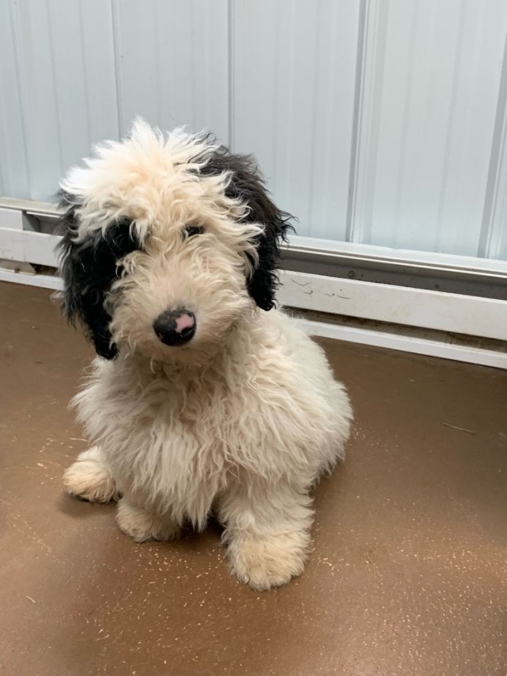 Charming, an adopted Sheepadoodle in South Charleston, OH_image-1