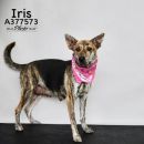 IRIS's profile on Petfinder.com