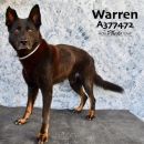 A377472's profile on Petfinder.com