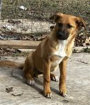 A377474's profile on Petfinder.com