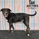 TAE's profile on Petfinder.com