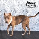 JEZZY's profile on Petfinder.com