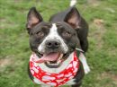 ALPH's profile on Petfinder.com
