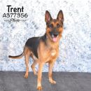 TRENT's profile on Petfinder.com