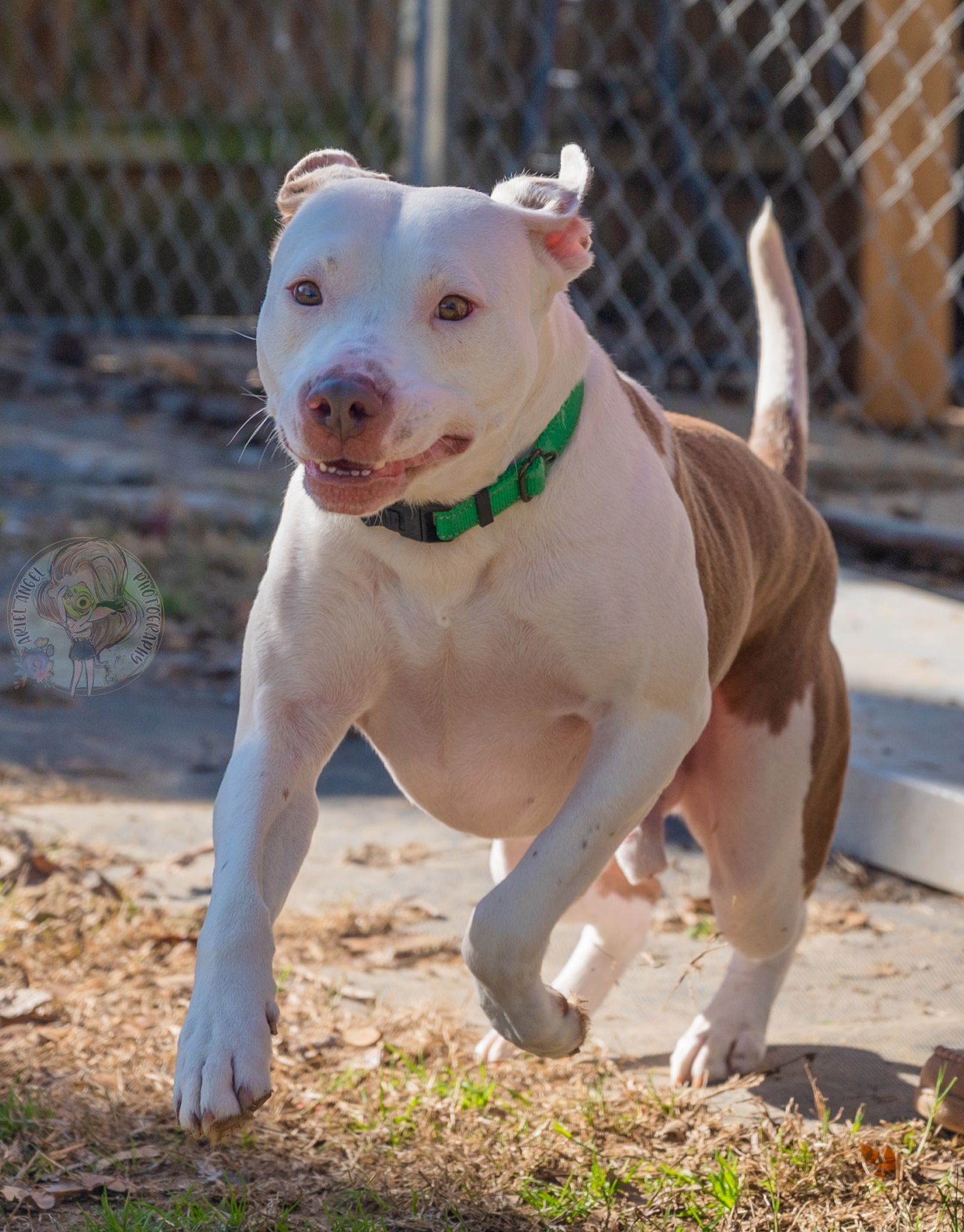 Alex, an adoptable Pit Bull Terrier in Munford, TN, 38058 | Photo Image 1