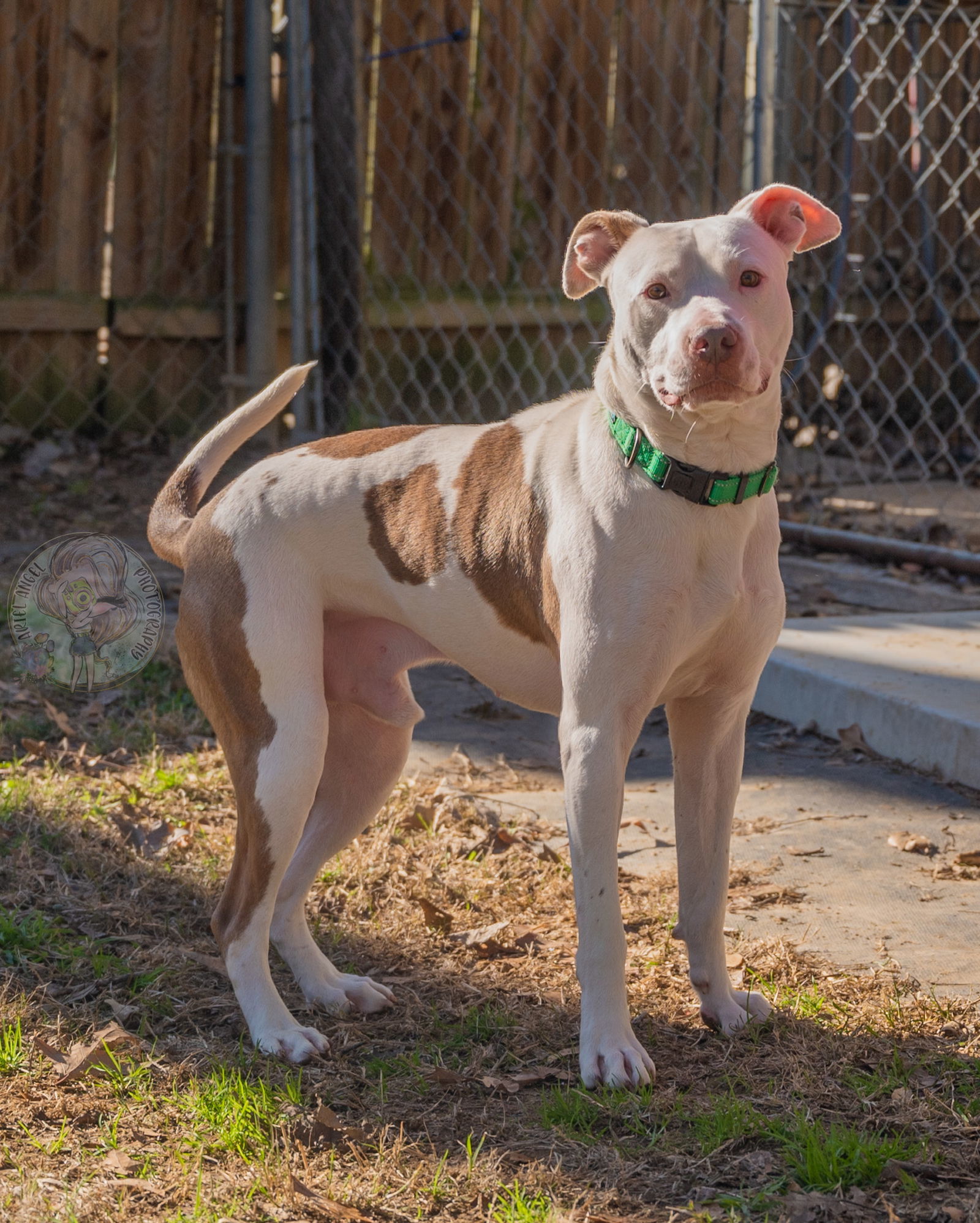 Alex, an adoptable Pit Bull Terrier in Munford, TN, 38058 | Photo Image 2