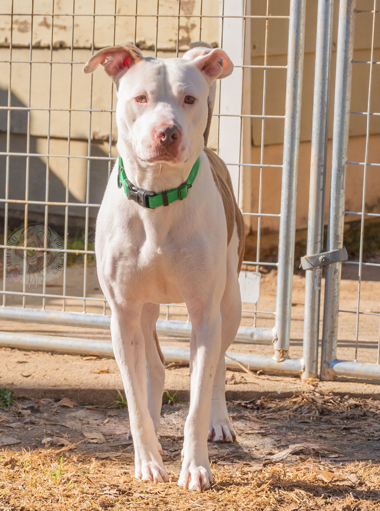 Alex, an adoptable Pit Bull Terrier in Munford, TN, 38058 | Photo Image 3