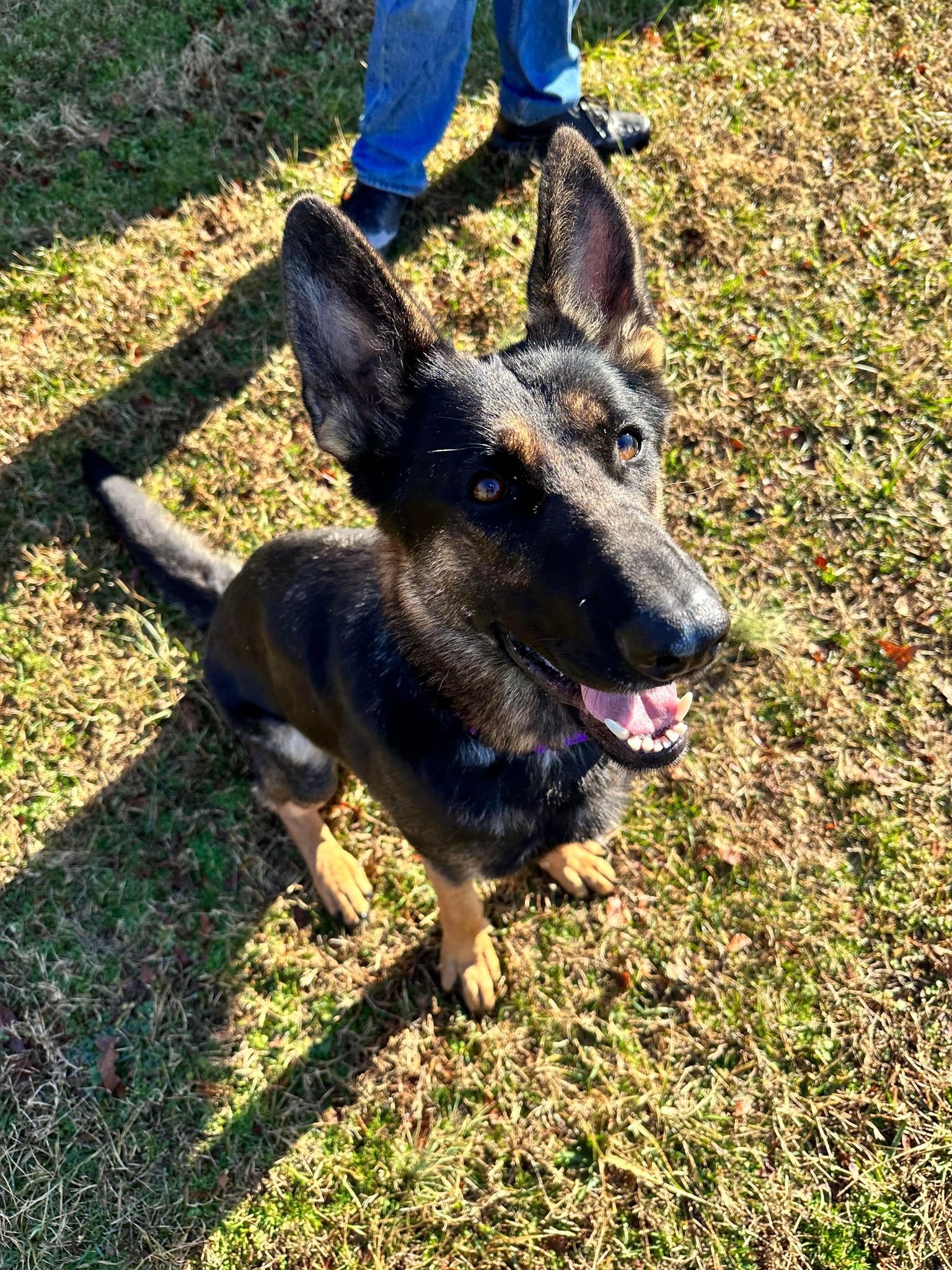 Dog for adoption - Luna, a German Shepherd Dog in Stafford, VA | Petfinder