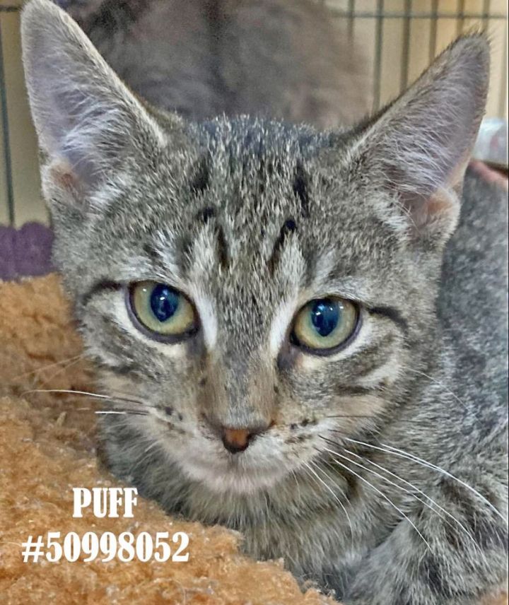 Puff, an adoptable Tabby in Wilkes Barre, PA_image-1