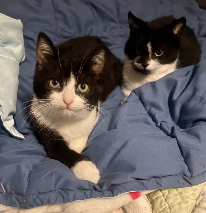 Kippie and Tuxie, an adoptable Tuxedo & American Shorthair Mix in Mission Viejo, CA_image-6