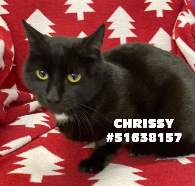 Chrissy , an adopted Domestic Short Hair in Wilkes Barre, PA_image-1