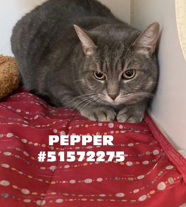 Pepper, an adoptable Domestic Short Hair in Wilkes Barre, PA_image-1